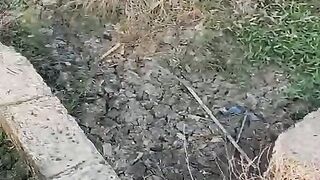 Sawah pedesaan