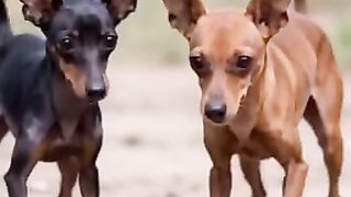 あらゆる追いかけっこを繰り広げる! 「トムとジェリ 3
