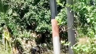 Definisi Cewek Selalu Benar Sampai Tua! Nenek Ngambek Jalan Kaki, Kakek Auto Jadi Pengawal Setia di Belakang!