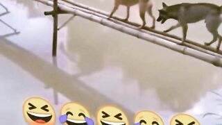 #Funny #video! #viralvideo #funny #hindi viral #United #States #America new | 37