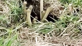 Adorable Snakes Realize Someone Is Watching 🐍👀