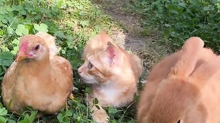 A Funny Gathering of Ginger Animals on the Farm