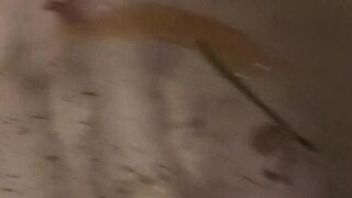 Terus publish video