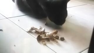 Si Hitam Yang Suka Tulang