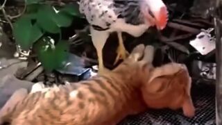 When The Chicken Becomes Besties With The Orange Cat 😂