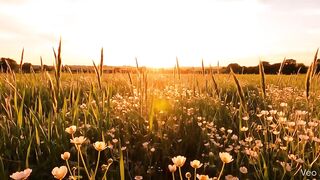 Golden Sunset Over a Peaceful Countryside 🌅