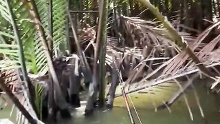 Under the nipah tree there are lots of fish, I tried fishing