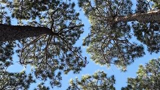 Looking Up at the Tall Pine Trees 🌲💙