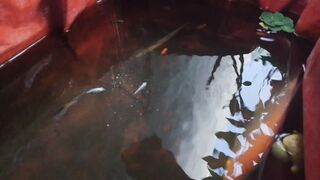 Fish ballon