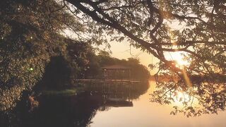Peaceful Lake View Through the Trees 🌿💧