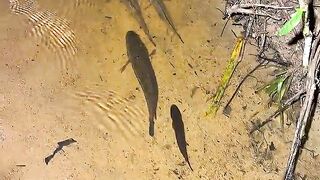 Scoop up fish using a sack and bare hands