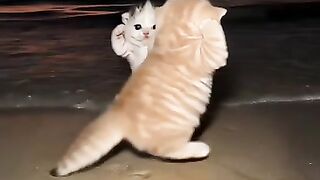 Adorable Kittens Playing and Dancing on the Beach at Sunset