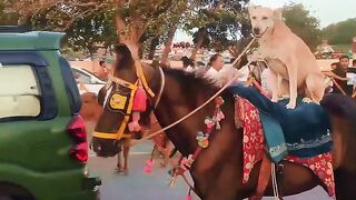 jara jara  funny video United States America
