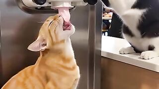 jara jara funny video United States America 2