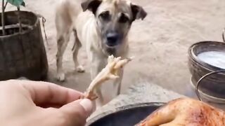 jara jara funny video United States America 6