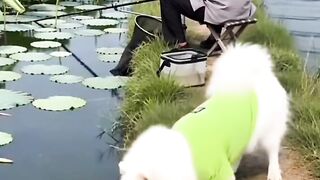 jara jara funny video United States America 7