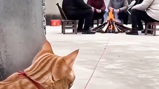 jara jara funny video United States America 10
