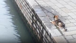 jara jara funny video United States America 13