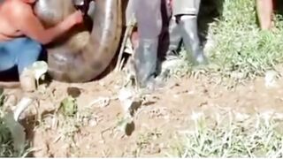 - 8‑Meter Python, Hundreds of Kilograms, Caught After Livestock Disappear