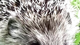 Stuck Hedgehog Saved In 'Miracle' Wall Rescue