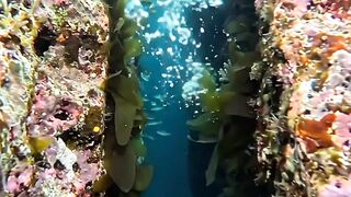 Something Was Hiding Inside This Reef… 👀🌊