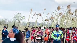 IMBALI ON HIGH ENERY AS THEY CARRY REED BACK TO CAMPSITE
