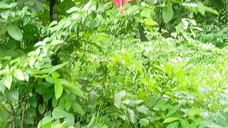 #/सुंदर फुल 🌺🌺🌺