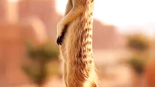 Group of Meerkats Die After Tunnel Collapse