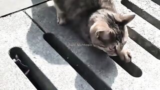 Cats Being Absolute Menaces 😹*