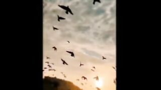 Beautiful Song 252