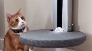 When Your Cat Takes An Elevator To Bed 🛋️💤 #milo #cat #smarthome.mp4