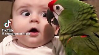 Lovely Parrot