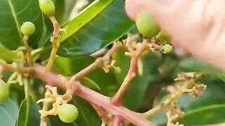 From Tiny Flower to GIANT Mango: Amazing Growth Transformation!