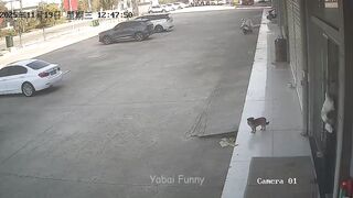 try not  laugh top 100 funy videos