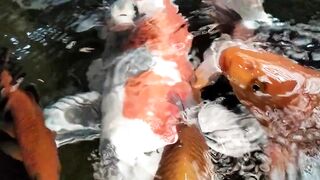 Fishes breathing awesome!