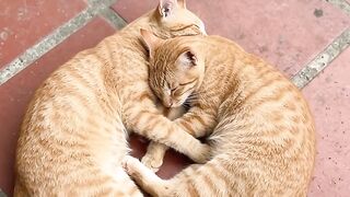 Two Cats, One Beautiful Love