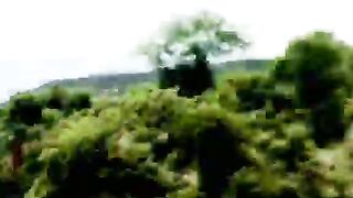 یہ ہے جنگلی جانور