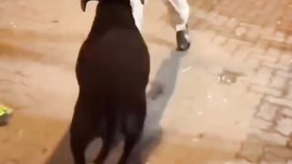 Funny videos??????????? 6