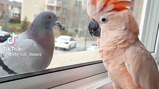 Cute Parrot and Pigeon