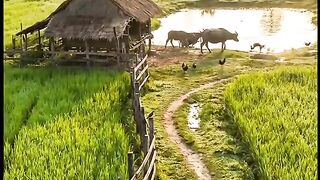 Peaceful Countryside Morning 🌾 | Beautiful Rural Life, Green Rice Fields & Traditional Village