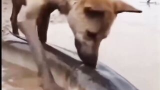 #Funny #video! #viralvideo #funny #hindi viral #United #States #America new | 59