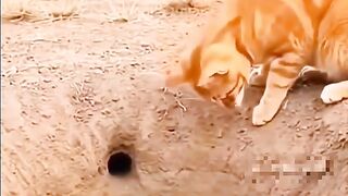#Funny #video! #viralvideo #funny #hindi viral #United #States #America new | 61