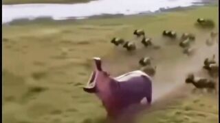 #Funny #video! #viralvideo #funny #hindi viral #United #States #America new | 64