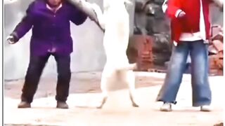 jara jara funny video United States America 15