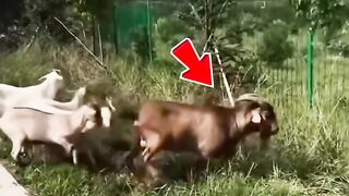 jara jara funny video United States America 17