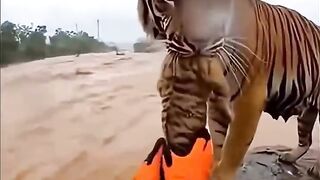 jara jara funny video United States America 20