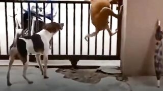 jara jara funny video United States America 23