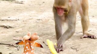 The monkey got very excited today😆 . . . . . . #babymoneky #wow #reel #funny.mp4