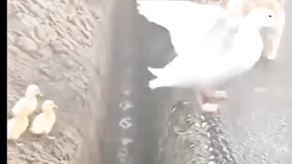 Hero Dog Helps Mama Duck Rescue Her Ducklings