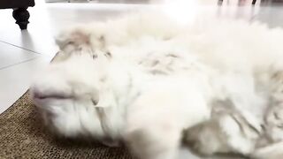 Catvideo 2